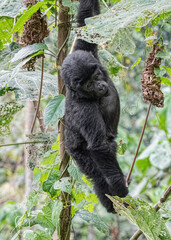 Mountain Gorilla