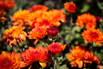 red and yellow flowers