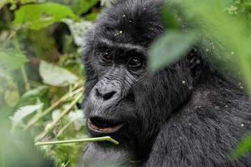 Mountain Gorilla