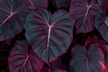 Creative fluorescent tropical background of tropical plant leaves.