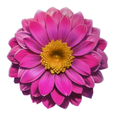 Foto op Aluminium flower isolated on transparent background, isolated, extracted, png file  © genioatrapado
