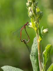 Large Red Damselflies Mating in an Urban Pond