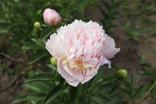 Peonia Sweet Sixteen. Peony in the garden. Shot of a peony in bloom works perfectly with the green background. Spring background. Blooming, spring, flora. Flowers photo concept.Greeting cards.