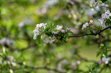 Apple Blossom closeup on green background in warm sunlight, with space for text.