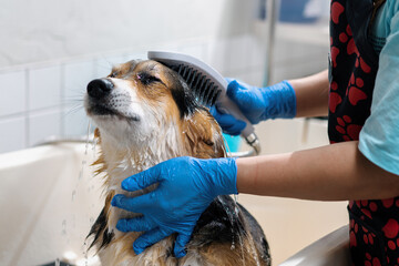a groomer washes a corgi dog in the bathroom with a special shampoo in a grooming salon pet care portrait of a wet animal