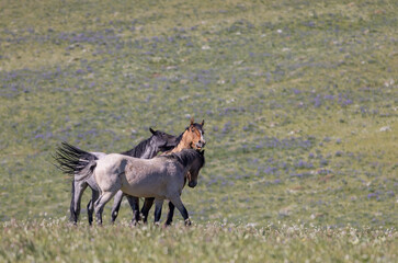 Wild Horses in Summer in the Pryor Mountains Montana