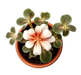 Flowering Plant on Terracotta Pot Top view