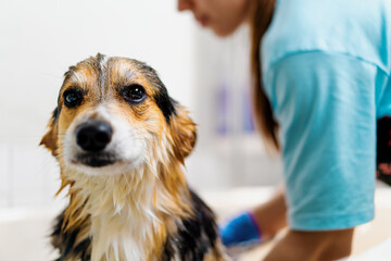 a groomer washes a corgi dog in the bathroom with a special shampoo in a grooming salon pet care portrait of a wet animal