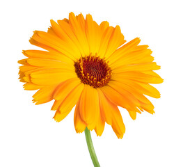 Calendula officinalis flower isolated on white or transparent background. Marigold medicinal plant, healing herb. One single calendula flower.