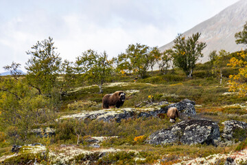 Moschusochsen im Dovrefjell Nationalpark - Norwegen 18