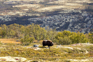 Moschusochsen im Dovrefjell Nationalpark - Norwegen 17