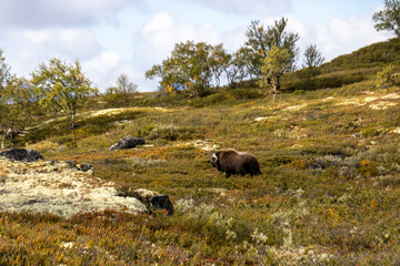 Moschusochsen im Dovrefjell Nationalpark - Norwegen 15