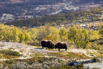 Moschusochsen im Dovrefjell Nationalpark - Norwegen 7