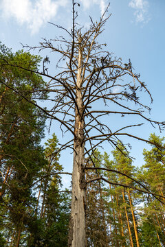 Tr&auml;det.