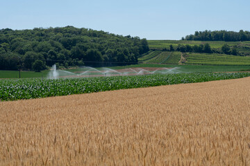Fototapeta na wymiar Rosheim, France - 06 24 2023: Panoramic view of wheat and corn fields and vineyards on to of the hill behind.