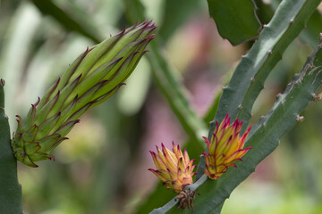 flower bud dragon fruit on the dragon fruit tree in the agriculture farm, Bangladesh
