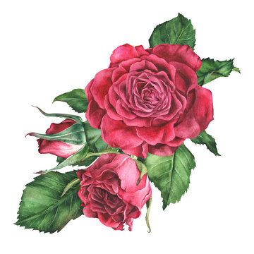Watercolor botanical illustration. Composition of pink roses. Hand drawn red flowers and leaves. Isolated on a white background.Clip art sticker with flowering plants.For the design of greeting cards
