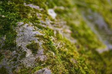 Moss green texture. Moss background. Green moss on grunge texture, background. Long web banner - 619865710