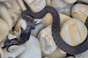 Wild snake eating fish - Stock Image macro.