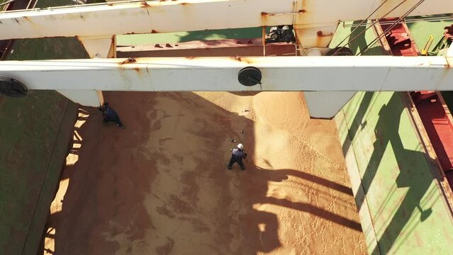 Pest control service workers doing fumigation in cargo hold of grain bulker ship. Men throw fumigant tablets into wheat to remove insects.
