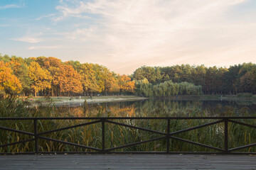 Fototapeta na wymiar Beautiful view of the autumn forest