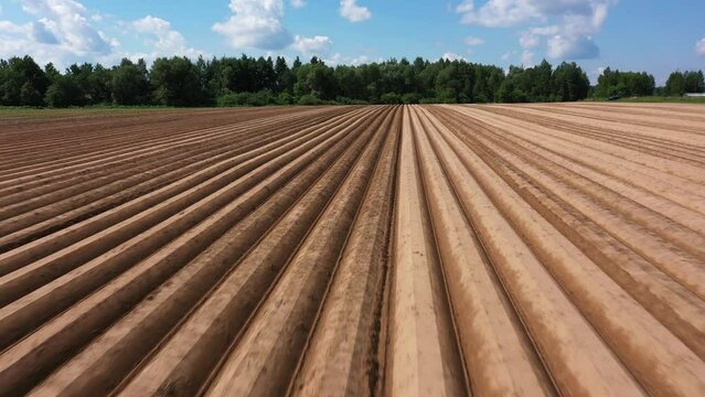 rows of spudded potatoes. Drone flying low over a hilled potato field