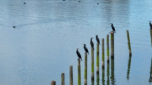 Cormorano sul lago di Bracciano vicino Roma, Italia
Vista aerea del lago e degli uccelli appollaiati sui rami
