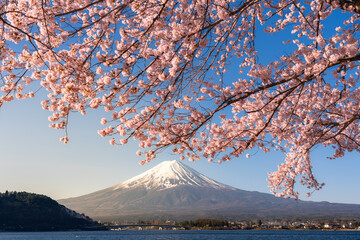 Breathtaking springtime view of Mount Fuji and a blooming Sakura tree by Kawaguchiko Lake in the morning light, Fuji Five Lakes, Japan