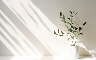 Green plant leaves in white ceramic vase on blurred white wall, sunlight and long shadow, Minimal abstract background for cosmetic, skincare, beauty product display.
