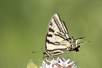 butterfly on a milkweed