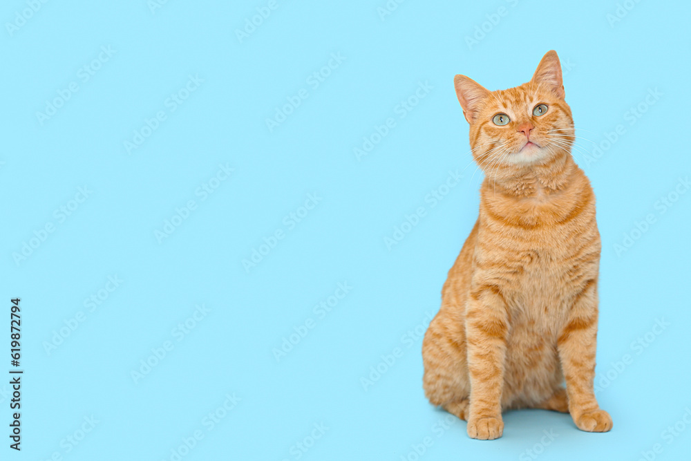 Wall mural Cute ginger cat on blue background