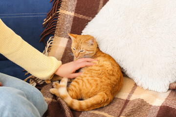 Fototapeta na wymiar Woman with ginger cat on sofa, closeup