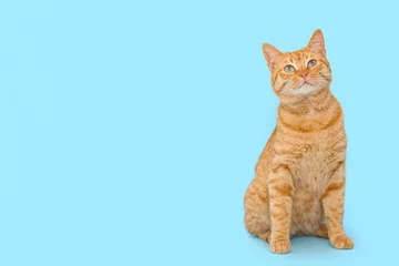 Fototapeten Cute ginger cat on blue background © Pixel-Shot