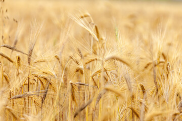 Gold wheat field, ripening ears of yellow wheat field