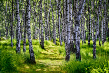 Ein romantischer Wanderweg durch einen sommerlichen Birkenwald im Tessin. Der Waldboden besteht aus einer sattgrünen Wiese.