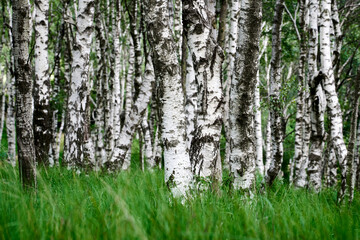 Ein Wald voller Birken die in einer saftig grünen Wiese stehen und so für einen tolles kontrastreiches Motiv sorgen.