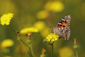 
A lone butterfly on a lone yellow flower....