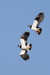 Northern lapwing