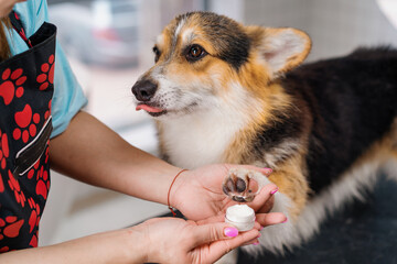 portrait of a corgi dog a groomer or veterinarian applies cream to a paw in a salon or clinic pet...
