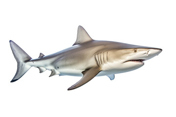 Naklejka premium shark on transparent background (PNG). Generative AI.