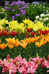 ユリとアジサイ