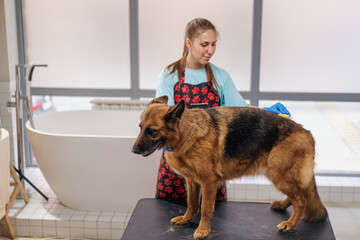 a young girl groomer carefully combs the fur of a shepherd dog in a professional salon pet care hygienic procedure