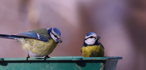 A pair of blue tits on a feeder with seeds in their beak.....
