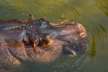 Top view of the head of a hippopotamus swimming in the water. Close up.