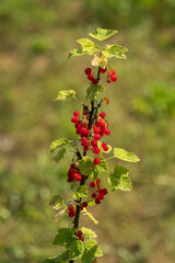Red currant fruits with light green leaves.