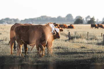 brown cows graze in a meadow © AnastasiiaAkh
