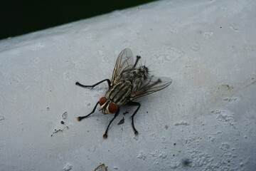 arcophagidae - Flesh flies|Sarcophagidae|麻蠅