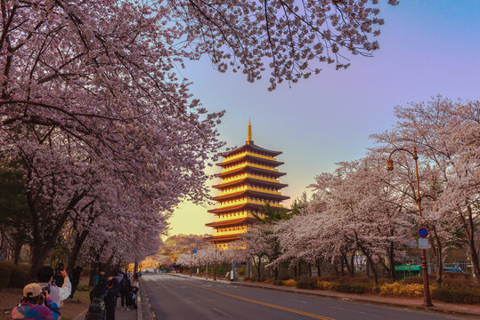 Beautiful cherry blossoms in spring in Gyeongju South Korea. Gyeongju Expo Park, Gyeongju city, North Gyeongsang province, South Korea.