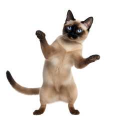 siamese cat isolated on transparent background 