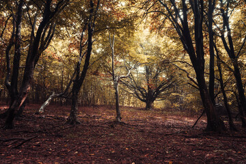autumn colors in old forest landscape